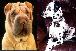 投资宠物宝宝用品 官网、总部支持与全方位宠物服务解析