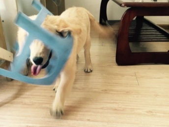 图 光谷小花家庭宠物寄养 散养 武汉宠物服务