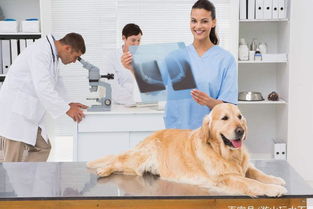 我国宠物药产业现状与发展趋势,完善宠物药业体系,促进兽药发展